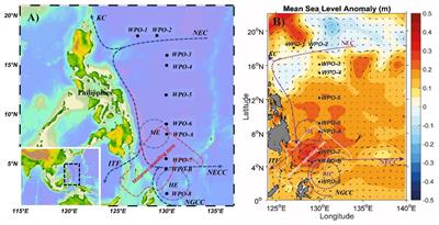 Distribution of Chromophytic Phytoplankton in the Eddy-Induced Upwelling Region of the West Pacific Ocean Revealed Using rbcL Genes